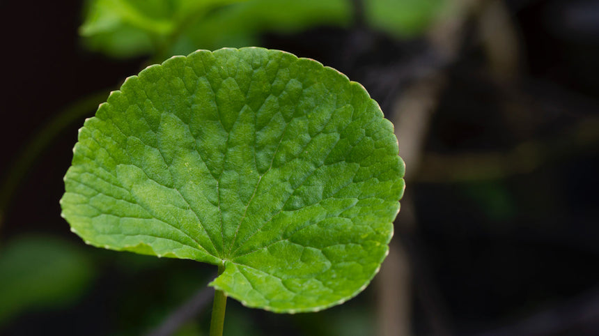 I segreti della Centella asiatica: curiosità e benefici