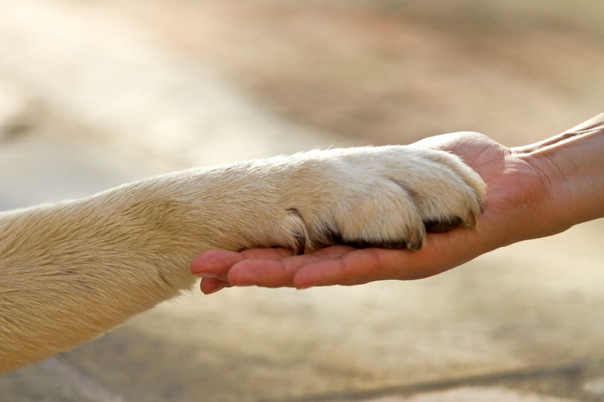 Le basi del legame tra uomo e cane