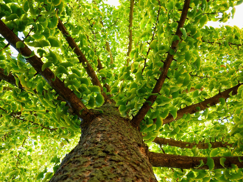 I benefici del Ginkgo Biloba