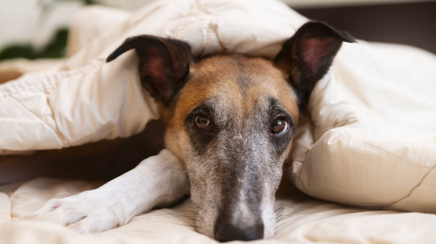 L'insonnia del cane: sintomi, cause e terapie