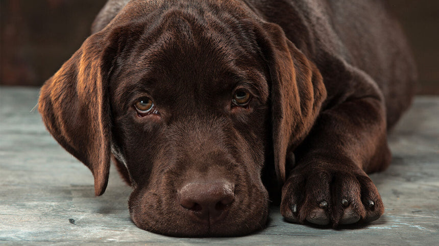 La depressione nei cani