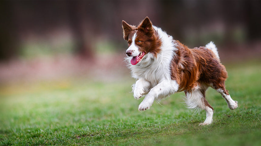 Sindrome di cushing nel cane