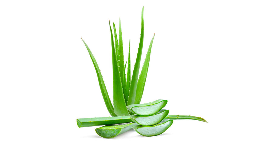 Aloe vera: il segreto naturale per la salute e la bellezza