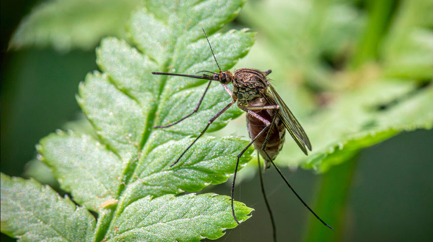 Come riconoscere e trattare le punture di insetti comuni in estate