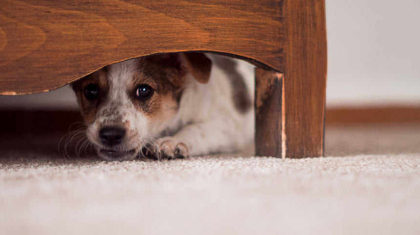 Cani e botti di fine anno: i consigli dell'istruttore cinofilo