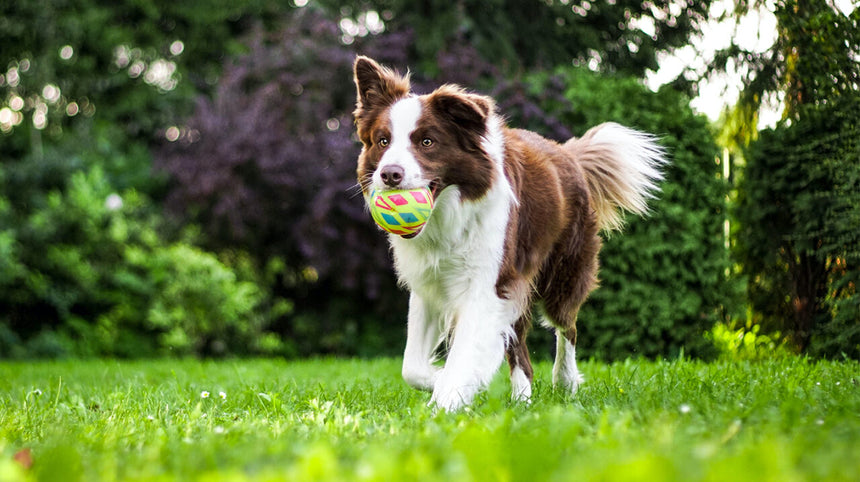 Addio pulci e zecche! Debellare i parassiti del cane