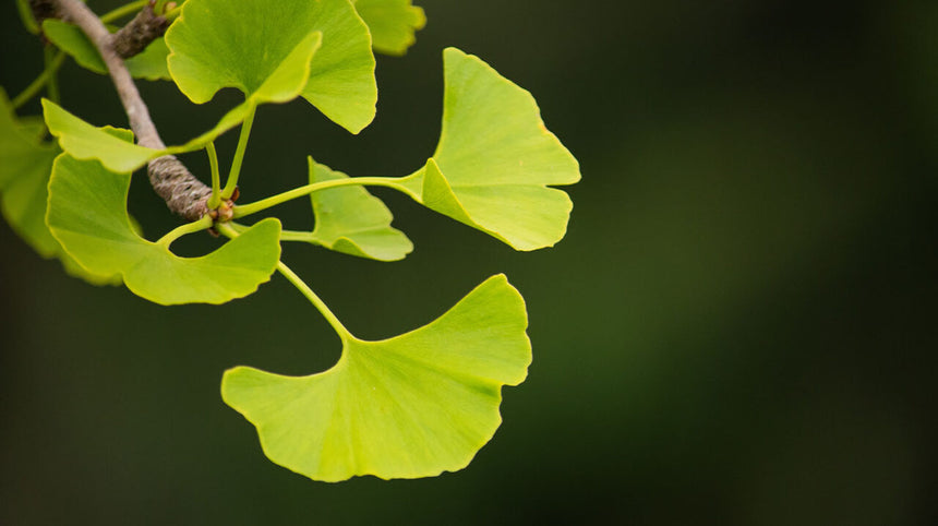 I benefici del ginkgo biloba