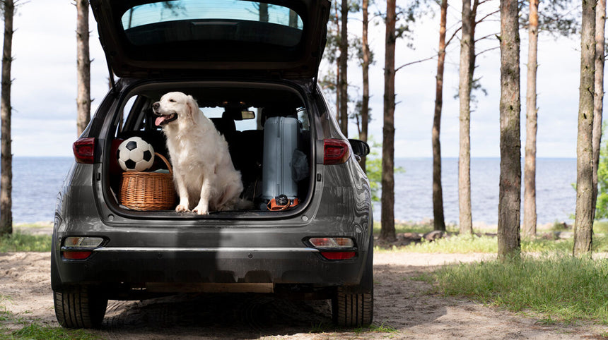 In vacanza con il cane: dove e come? La veterinaria risponde