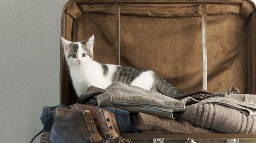 Gatto a bordo! Come viaggiare con il gatto senza stress