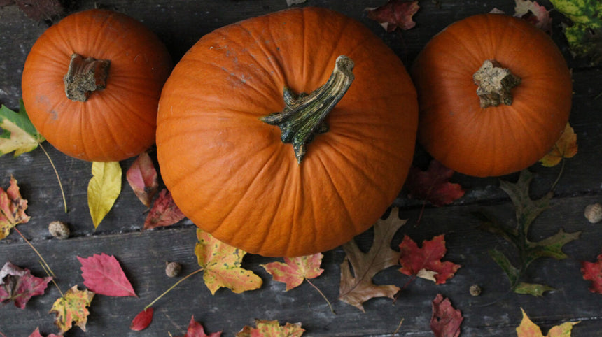 È tempo di zucca: ecco le proprietà e una ricetta con la protagonista dell'autunno