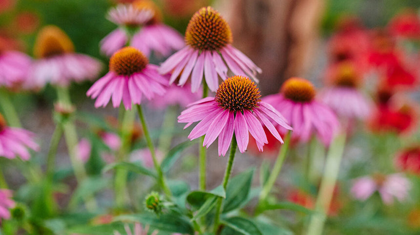 Una mano dalla natura per il sistema immunitario: propoli ed echinacea