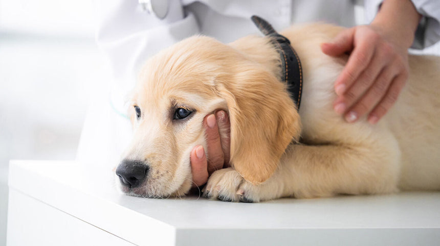 Cosa fare se il cane ha la febbre? Riconoscere e curare l’anaplasmosi