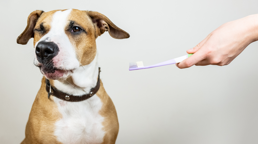 L'igiene orale del cane per combattere placca e tartaro