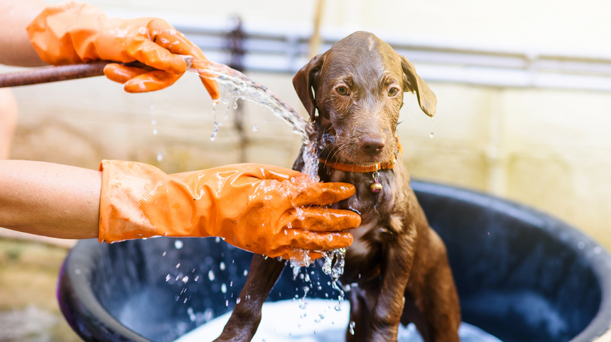 Come prendersi cura del cane in estate