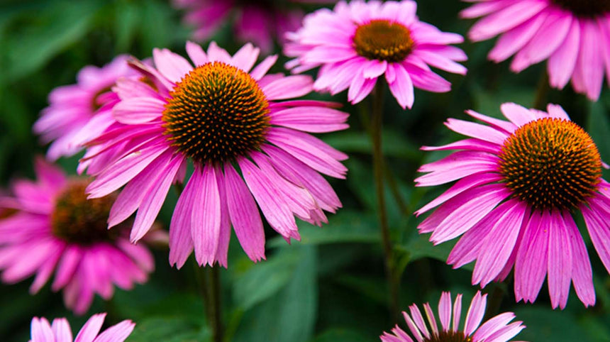 I benefici dell'echinacea in inverno