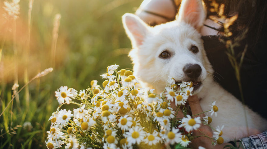 Parliamone con la veterinaria: la profilassi per gli animali domestici