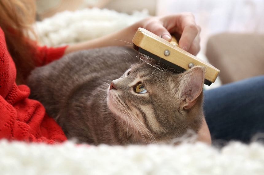 La toelettatura del pelo del gatto