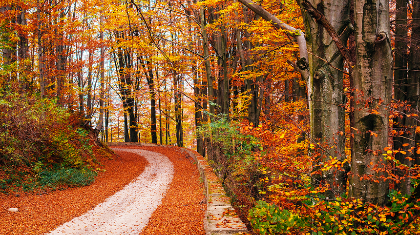 Foliage in Italia: i percorsi più suggestivi