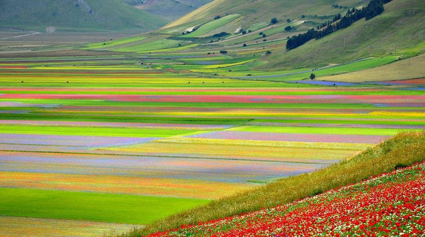 Dai fiori alla tavola, tutte le proprietà delle lenticchie