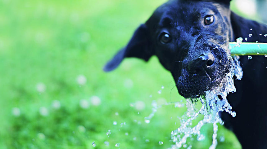 In vacanza con il cane: proteggilo dai colpi di calore