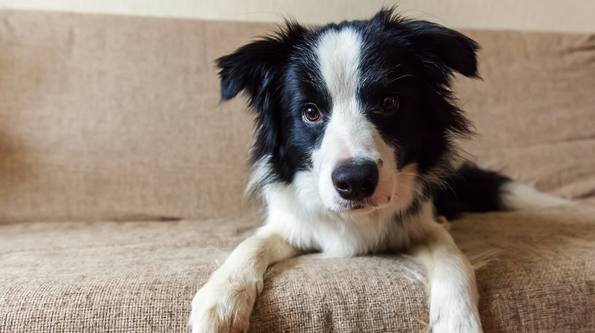 Il benessere e l'igiene del nostro cane durante la quarantena